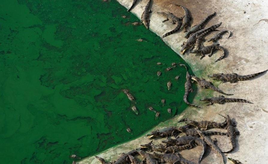 Crocodile Kingdom آشنایی با مزرعه کروکدیل پاتایا