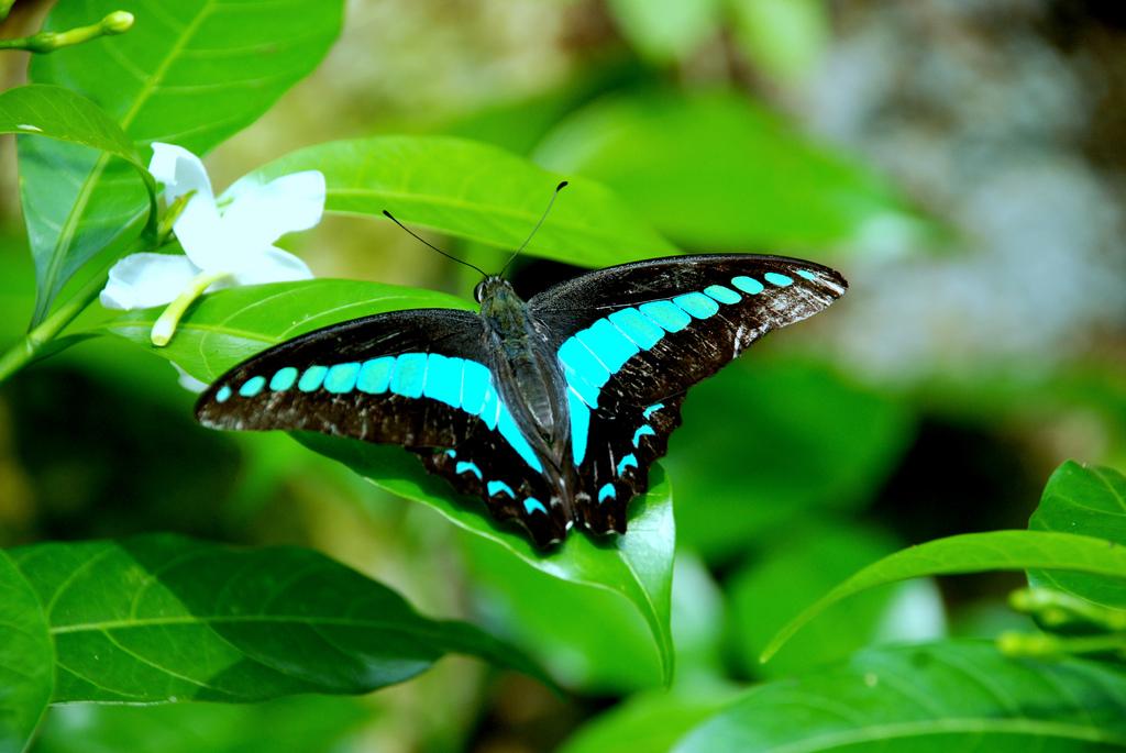 butterfly garden malaysia آشنایی با جاذبه های تور مالزی