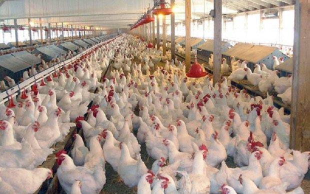 اتمام حجت استاندار ایلام با بانک ها، تسهیلات مرغداران پرداخت شود اتمام حجت استاندار ایلام با بانک ها، تسهیلات مرغداران پرداخت گردد