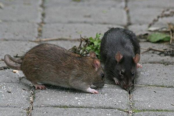 کرونا ممکن است موش های شهری را تهاجمی و خطرناک کند؟