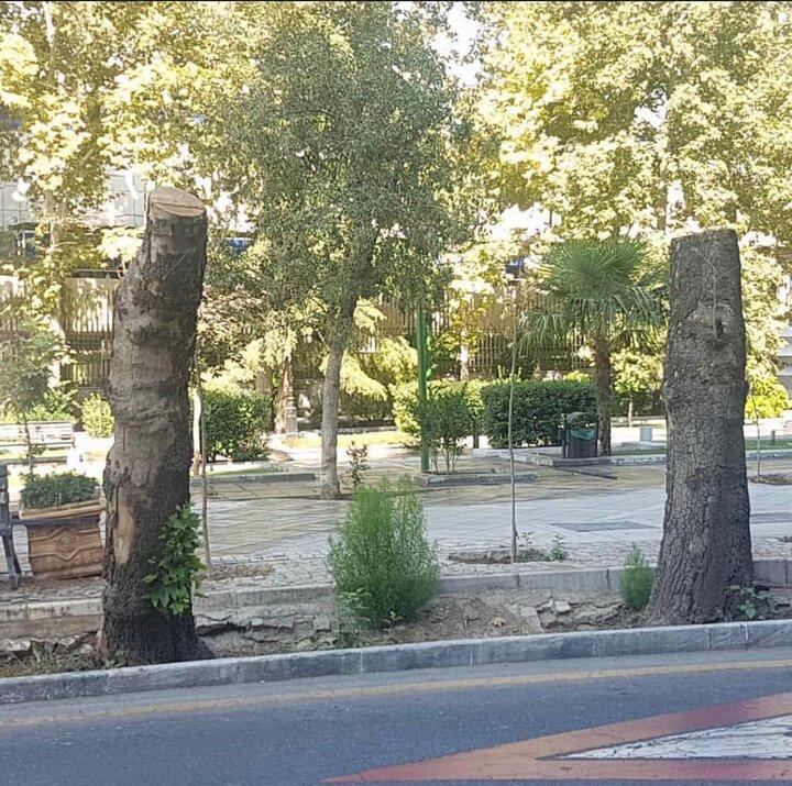 واکنش شهرداری به قطع درختان حیاط بیمارستان مسیح دانشوری واکنش شهرداری به قطع درختان حیاط بیمارستان مسیح دانشوری