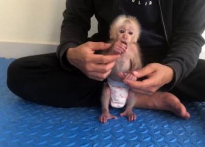 این بچه میمون پوشک شده است