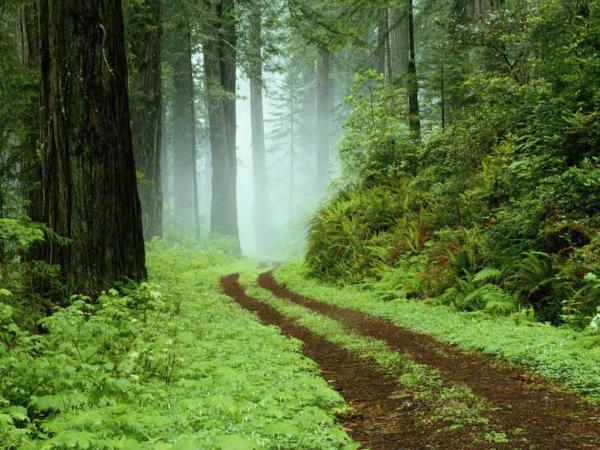 نکاتی مفید و کاربردی برای گردش در جنگل های برگریز معتدل