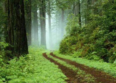 نکاتی مفید و کاربردی برای گردش در جنگل های برگریز معتدل