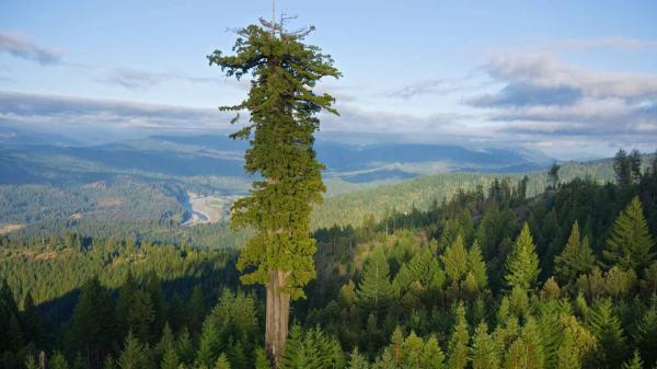 بلندترین درخت دنیا کجاست و چند متر دارد؟