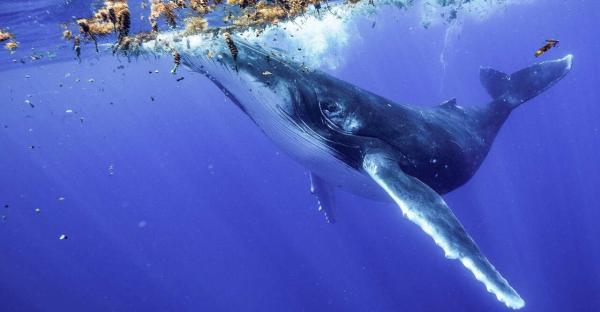 دانشمندان توانستند با نهنگ ها احوال پرسی نمایند!