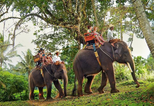 دهکده فیل ها در پاتایا ، تایلند پاتایا Elephant Village