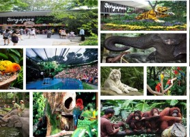 آشنایی با باغ وحش سنگاپور