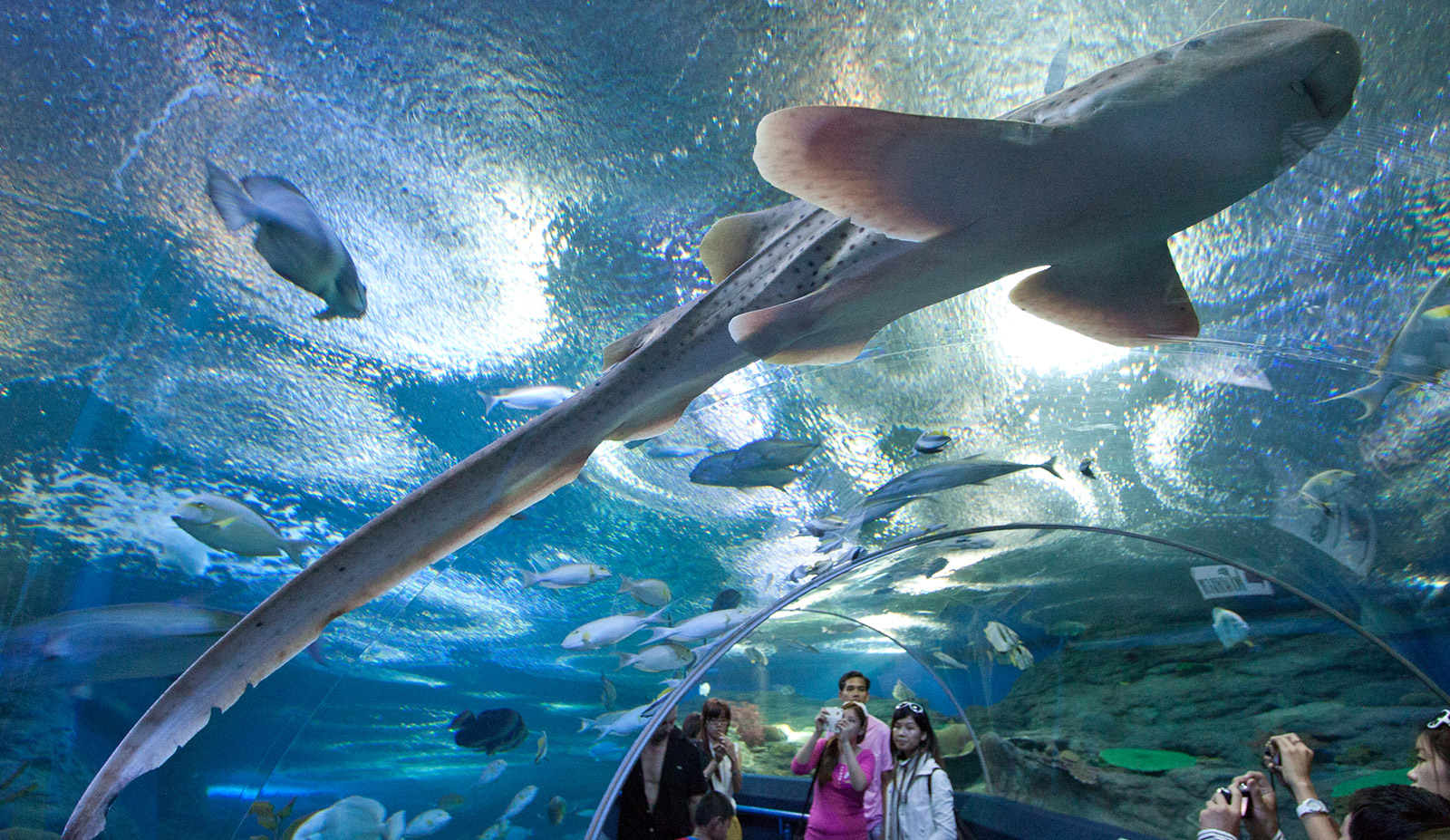langkawi aquarium همه چیز در مورد آکواریوم لنکاوی